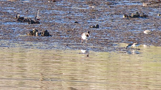 Itsas mika  - Fabien Calmettes