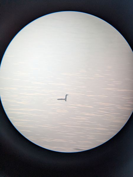 Strolaga minore  - Jacob Zoller