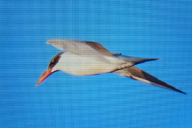 Xatrac gros  - Ferran Pujol