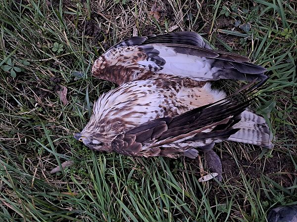 Poiana  - Enrico Navarria (FVG)