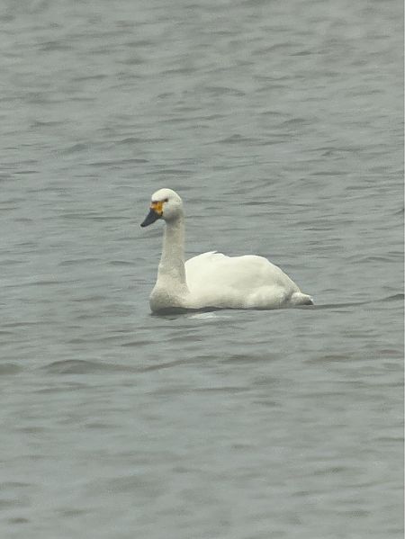 Cygne de Bewick  - Herta Mangeng