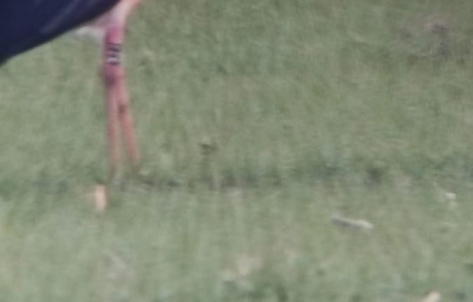 Cicogna bianca  - Lorenza Venturini