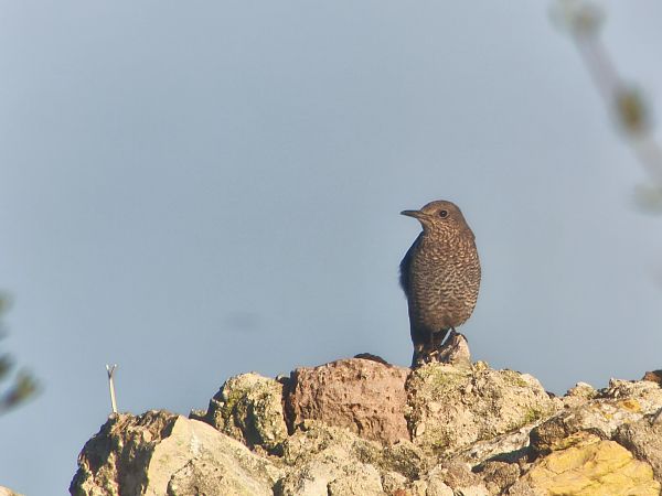 Passero solitario  - Fabio Cilea