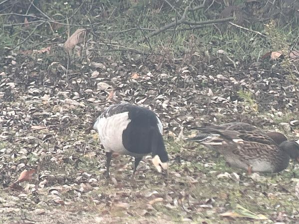 bernikla białolica  - Maciej Aleksandrowicz