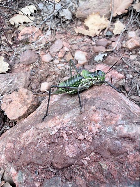 Somereta de muntanya  - David Vilasís Boix