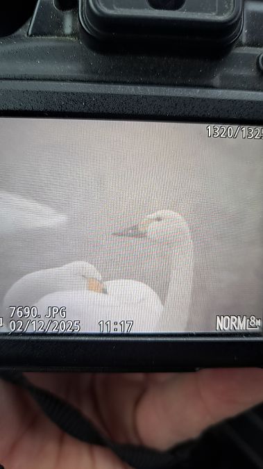 łabędź czarnodzioby  - Maciej Nowicki