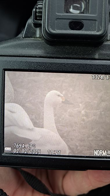 łabędź czarnodzioby  - Maciej Nowicki