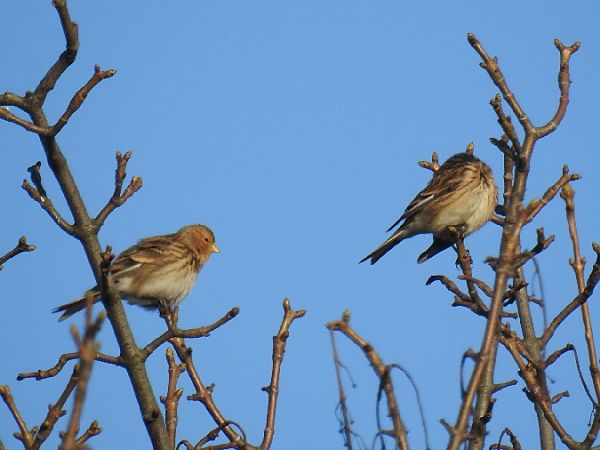 Linotte à bec jaune  - Samuel Odrzykoski