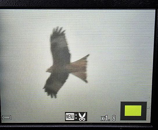 kania ruda  - Robert Locman