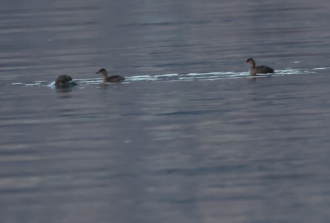 Tuffetto  - Adelfina Aldrovandi