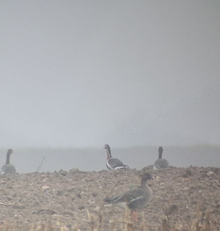 bernikla rdzawoszyja  - Radosław Włodarczyk