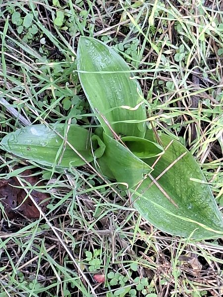 Himantoglossum robertianum 