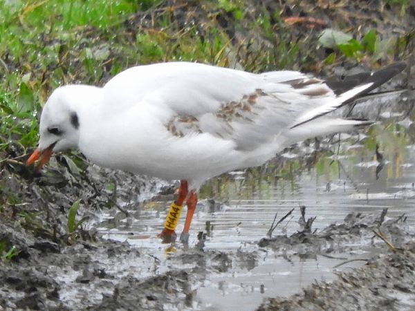 Gabbiano comune  - Massimo Tassinari