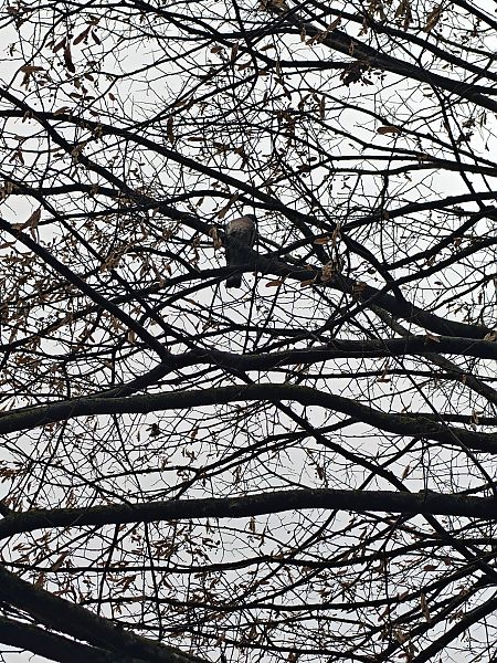 Common Wood Pigeon  - Vanesa López Vázquez