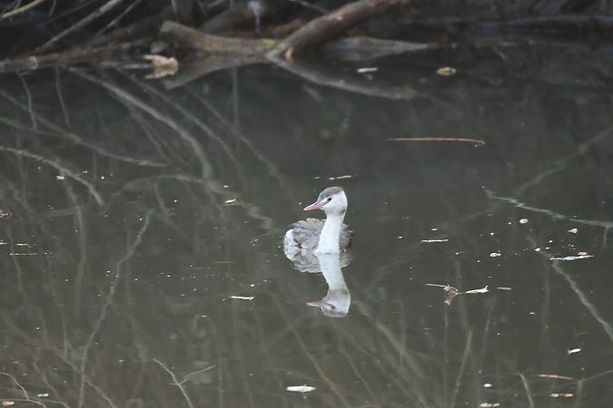 Grèbe huppé  - Adelfina Aldrovandi