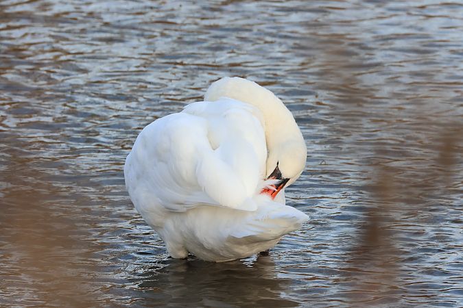 Cigno reale  - Adelfina Aldrovandi