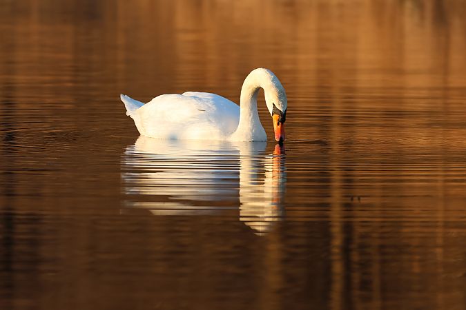 Cigno reale  - Adelfina Aldrovandi