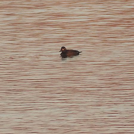 Macreuse brune  - Chris Zlatar