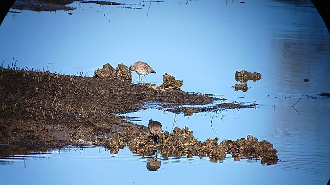Kurlinta handia  - Fabien Calmettes