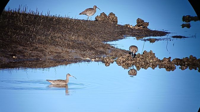 Kurlinta handia  - Fabien Calmettes