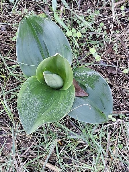 Himantoglossum robertianum 