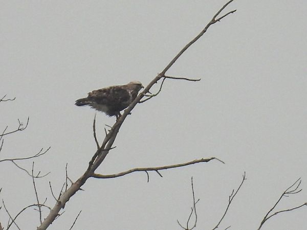 Buse pattue  - Kacper Mikulski