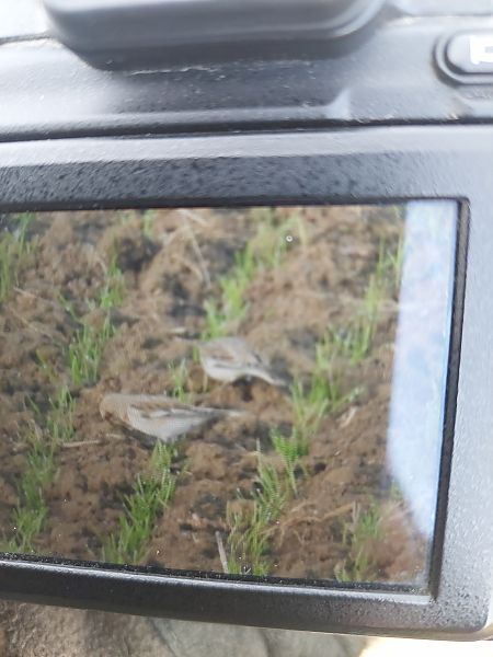 śnieguła  - Grzegorz Biały