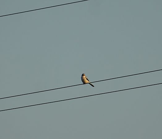 Averla maggiore  - Lorenza Venturini