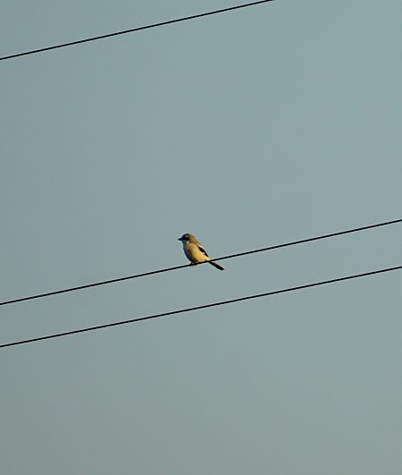 Averla maggiore  - Lorenza Venturini