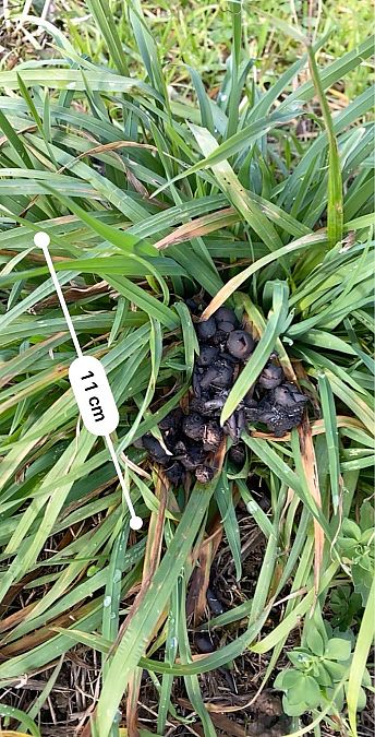 Mammifero indet.  - Maria Rita Gelso