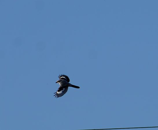 Averla maggiore  - Lorenza Venturini