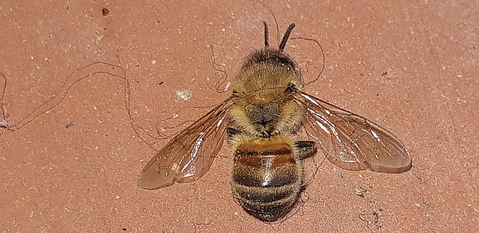 Apis mellifera  - Michele Cento