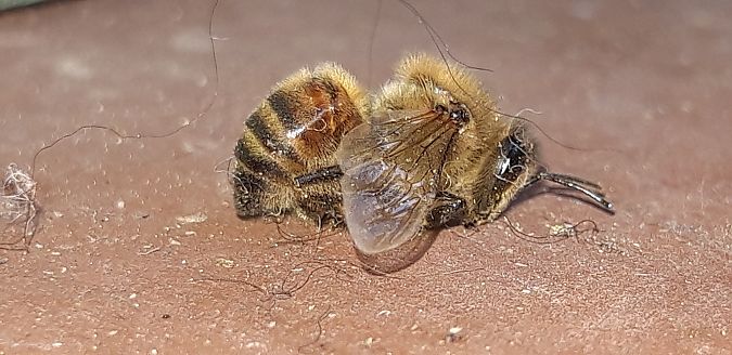 Apis mellifera  - Michele Cento