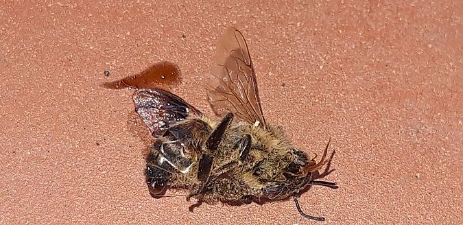 Apis mellifera  - Michele Cento