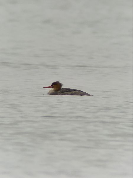 szlachar  - Cezary Rams