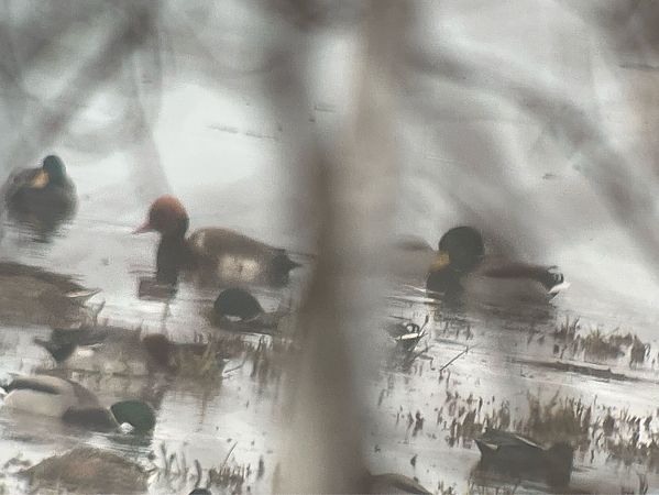 Kolbenente  - Maciej Aleksandrowicz