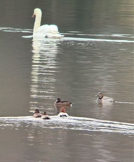 podgorzałka  - Łukasz Konopka