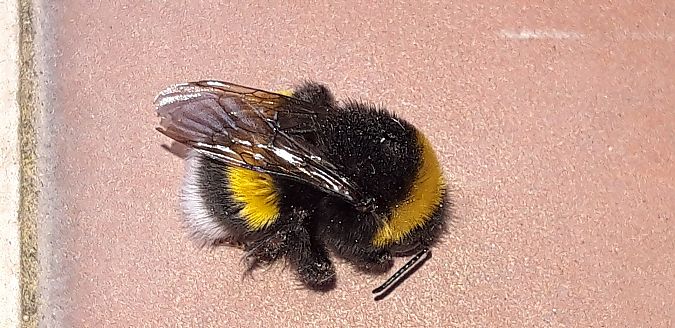 Bombus gr. terrestris spp.  - Michele Cento