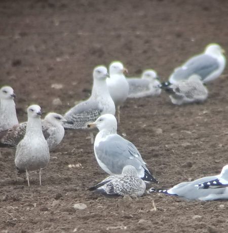 Gabbiano pontico  - Lorenza Venturini