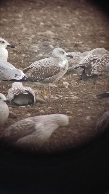Gabbiano pontico  - Lorenza Venturini