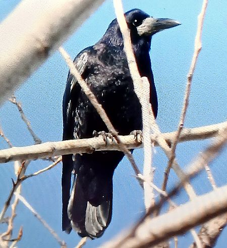 Corvo comune  - Matteo Faggi