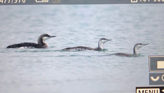 Plongeon catmarin  - Ryszard Dworak