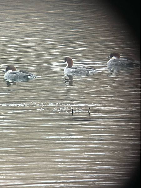 Harle piette  - Herta Mangeng