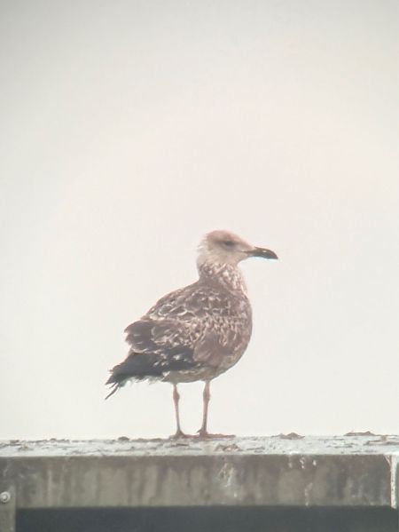 Heringsmöwe  - Konrad Krogmann