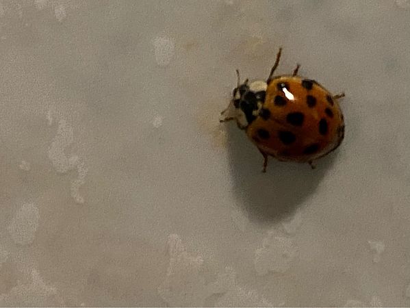 Harmonia axyridis  - Maria Rita Gelso