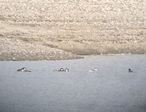 bielaczek  - Tomasz Zarzycki