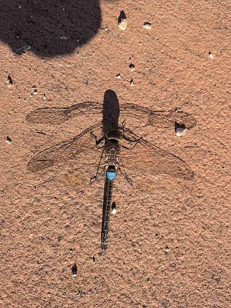 Anax ephippiger  - Fabio Mastropasqua