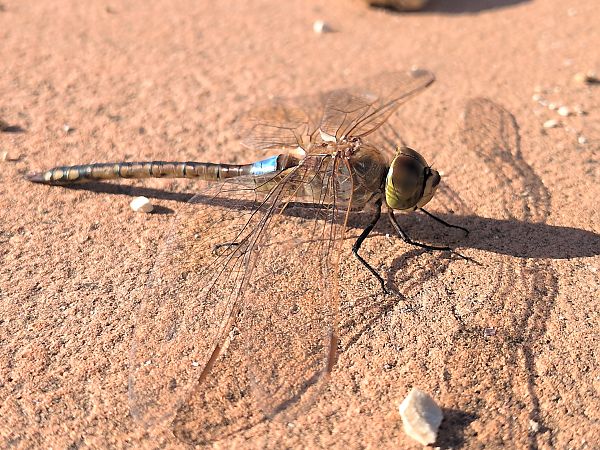 Anax ephippiger  - Fabio Mastropasqua