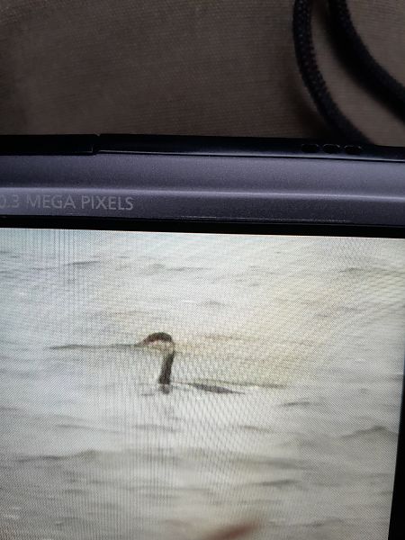 perkoz rogaty  - Dariusz Piechota