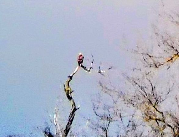 Poiana indet.  - Lino Lipparini